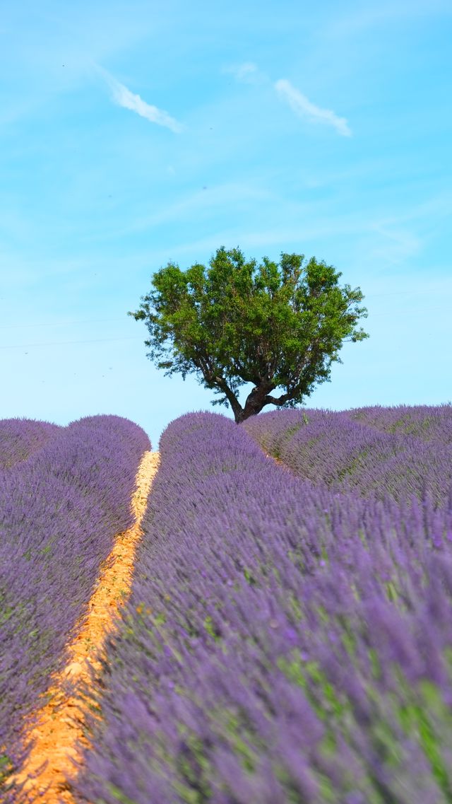 provence lavande a bunch of purple flowers sitting in a basket